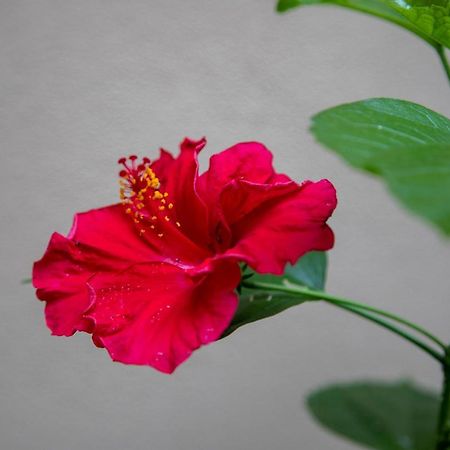 B&B I Propilei Di San Girolamo リミニ エクステリア 写真